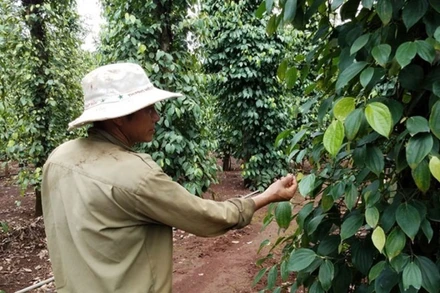 Việt Nam là quốc gia sản xuất và xuất khẩu hồ tiêu lớn nhất thế giới. 