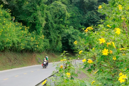 Dã quỳ “nhuộm” vàng khắp núi rừng Tây Bắc