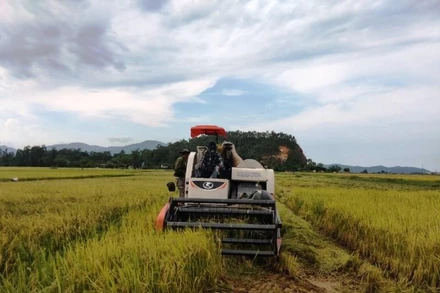 Bà con nông dân xã Tân Lộc, huyện Lộc Hà (Hà Tĩnh) thu hoạch lúa. (Ảnh Ngô Tuấn)