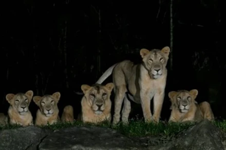 Sư tử ở công viên Night Safari. (Ảnh: Night Safari)