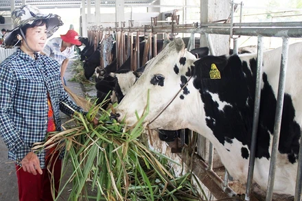 Người dân Bến Tre tập trung chăm sóc, phòng bệnh viêm da nổi cục trên đàn bò.