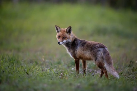 Nhiều vụ ăn trộm giày đã được phát hiện ở loài cáo. Ảnh: Getty Images.