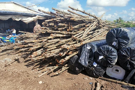 Một lượng lớn cây đước bị Công ty Hồng Lâm đốn hạ để lấy mặt bằng thi công.