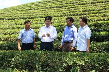 Kiểm tra phát triển cây chè.