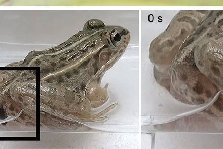 Bọ cánh cứng R. attothyata đã thoát khỏi một con ếch ao đốm đen. Ảnh: Shinji Sugiura