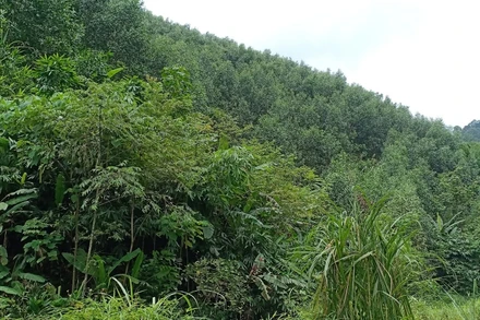 Một diện tích rừng đã trồng lại sau khai thác trắng bằng cây keo của công ty. 