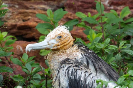 Ám ảnh về virus, zombie trong cuộc thi ảnh sinh thái quốc tế