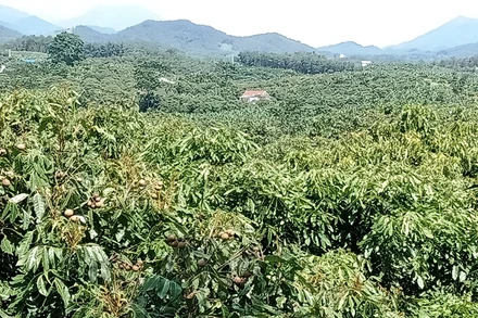 Vùng nhãn Khe Đù, xã Phúc Thuận, thị xã Phổ Yên.