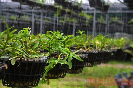 Thị trường lan đột biến đang rất "sốt".