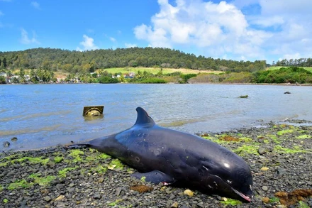 Xác một con cá heo chết và dạt vào bờ biển tại Grand Sable, Mauritius ngày 26-8. Ảnh: Reuters.