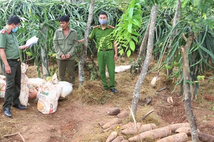 Đối tượng Nguyễn Đăng Thảo cất giấu thuốc nổ và đầu đạn trong vườn nhà.