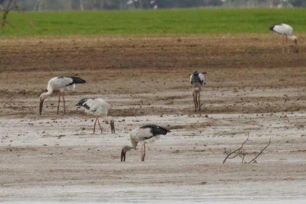 Chim giang sen xuất hiện ở hồ Trị An.