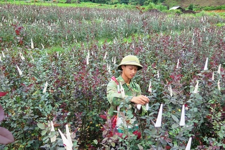 Liên kết sản xuất hoa hồng đang tạo ra chuỗi giá trị sản phẩm bền vững, ổn định cho nông dân các xã vùng ven TP Lai Châu.