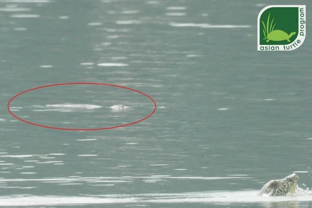 Những bức ảnh đầu tiên chứng minh sự tồn tại của cá thể rùa mai mềm lớn thứ hai tại hồ Đồng Mô. ATP/IMC tin rằng đây là một cá thể Giải Sin-hoe nhỏ. Ảnh: Nguyễn Văn Trọng (ATP/IMC). 