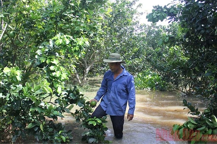 Vườn bưởi da xanh của ông Giang có nguy cơ thiệt hại hoàn toàn.