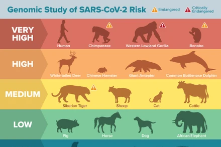 Bảng xếp hạng khả năng nhiễm virus SARS-CoV-2 của các loài động vật có xương sống. Ảnh: Matt Verdolivo / UC Davis.
