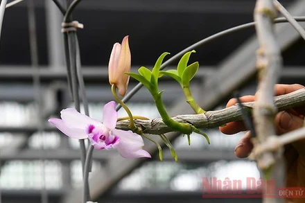 "Bong bóng" lan đột biến rồi sẽ "xẹp"