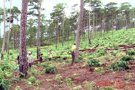 Hiện trường vụ việc ngay vườn cây cà phê đã “bén rễ”.