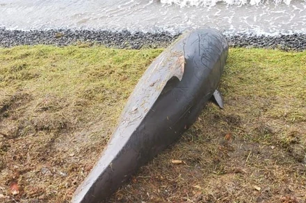 Một xác cá heo nằm gần Grand Sable, Mauritius. Ảnh: Reuters.