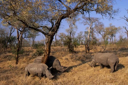 Tê giác trắng ở công viên quốc gia Kruger, Nam Phi, nơi nạn săn trộm đã giảm trong nửa đầu năm 2020. Ảnh: Alamy.
