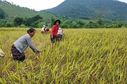 Ðồng bào Bru - Vân Kiều ở xã Ngân Thủy thu hoạch lúa nếp than.