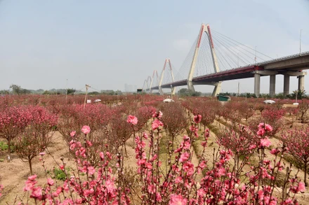 Rực rỡ hoa đào Nhật Tân