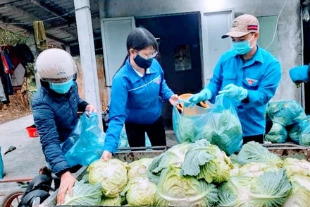 Đoàn viên thanh niên hỗ trợ vận chuyển và tiêu thụ bắp cải giúp nông dân.