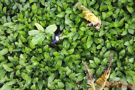  Thôn Tràng Cát (Thanh Oai, Hà Nội) nằm cách trung tâm thành phố khoảng 30km. Nhiều năm nay, Tràng Cát nổi tiếng với nghề trồng lá dong truyền thống.