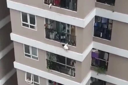 Cháu N.P.H. trèo qua lan can căn hộ chung cư. (Ảnh: Vũ Quang Sơn)