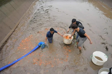 Người dân làng Thủy Trầm thu hoạch cá chép đỏ kịp thời cung ứng ra thị trường.