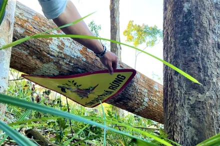 Lâm tặc vẫn ngang nhiên chặt phá rừng, dù được treo bảng cấm.