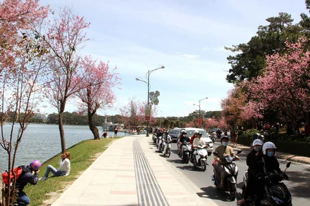 Hoa mai anh đào nhuộm hồng phố núi Đà Lạt dịp Tết Nguyên đán Tân Sửu