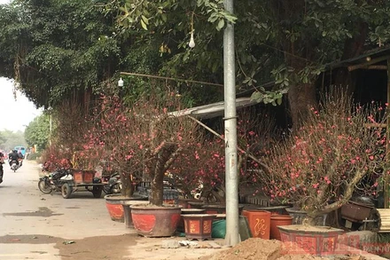 Đào Tết năm nay rất đẹp nhưng thưa thớt người mua.