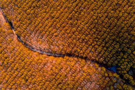 Trải nghiệm vẻ đẹp rừng cao-su mùa thay lá