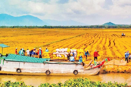 Thu hoạch lúa vùng Tứ giác Long Xuyên. Ảnh: Thanh Tùng