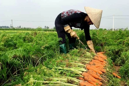 Hải Dương còn tồn đọng 24 nghìn tấn cà rốt chờ xuất khẩu.