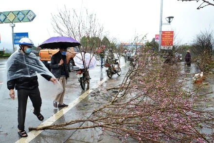 Mưa lớn làm rụng hoa đào cảnh, khiến người bán phải vứt bỏ ở chợ hoa xuân thành phố Lào Cai.