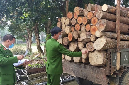 Công an kiểm đếm, kê biên số lượng gỗ vận chuyển trên xe tự chế.