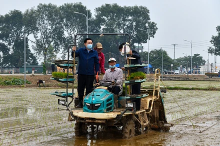 Đồng chí Vương Đình Huệ, Ủy viên Bộ Chính trị, Bí thư Thành ủy lên máy cấy đi cấy cùng bà con nông dân tại cánh đồng xã Dị Nậu, huyện Thạch Thất. Ảnh: DUY LINH