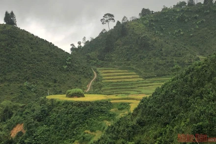 Ngôi nhà có quả đồi mâm xôi