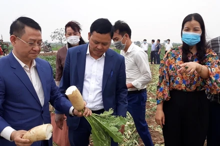 Lãnh đạo các sở, ngành TP Hà Nội và huyện Mê Linh đi kiểm tra việc thu hoạch củ cải tại xã Tráng Việt.