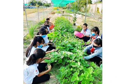 Mô hình trồng rau hữu cơ Seed To Table triển khai tại các trường học ở Bến Tre, Đồng Tháp.