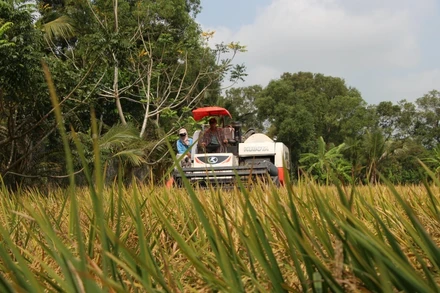 Thu hoạch lúa đông xuân ở thị trấn Bảy Ngàn, huyện Châu Thành A.