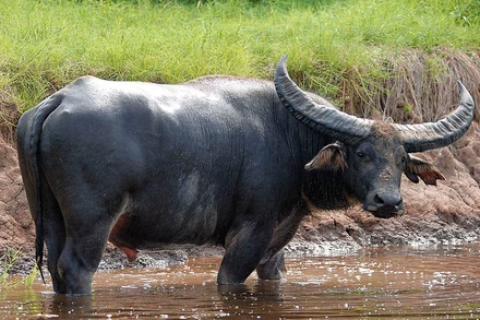 Trâu rừng, nguồn gốc của loài trâu nuôi ngày nay. (Ảnh sưu tầm).
