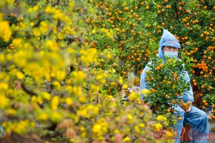 Hà Nội mưa rét, đào quất vắng người mua