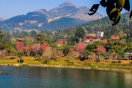 “Thập lý đào hoa” trên “cao nguyên trắng” Bắc Hà