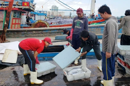 Ngư dân bốc dỡ cá tại cảng.