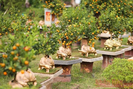 Quất Tứ Liên leo lưng “trâu vàng” đón tết Tân Sửu 2021