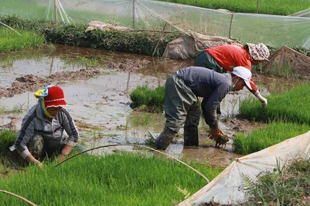 Người dân thị xã Quảng Yên chuẩn bị mạ để cấy vụ đông xuân.