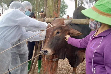 Tiêm thí điểm vắc-xin viêm da nổi cục cho đàn gia súc ở xã Tiên Phong, thị xã Phổ Yên.